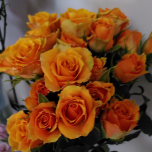 Golden Tangerine Rose Ramifie d'Equateur Ethiflora